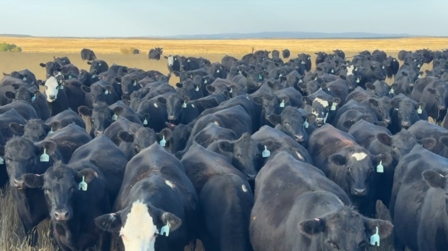 March calvers, first cycle, hand-pick your load out of 500 head. 925-1000 lbs.- BH1006C5
